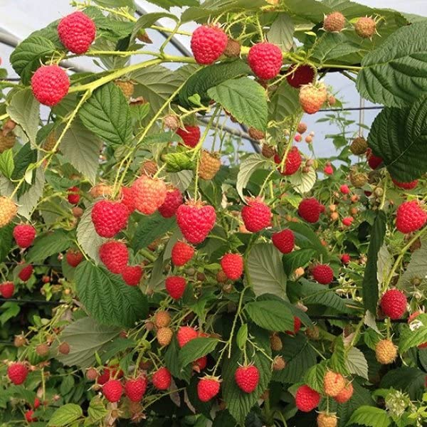 M-Tech Gardens Rare Hybrid Raspberry " Paris " Exotic 50 Fruit Seeds for Growing (B0BNDFZSK8) Amazon Price History, Amazon Price Tracker