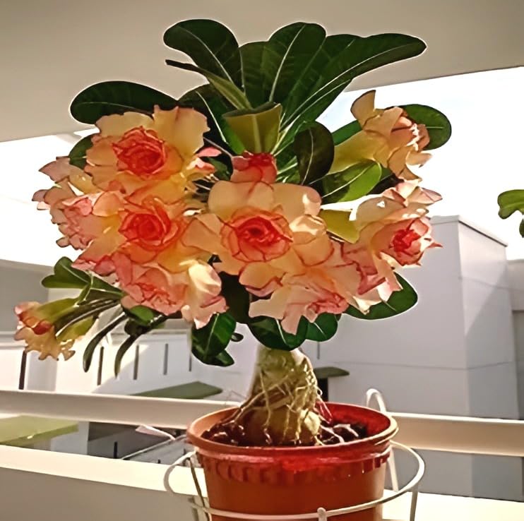 Green view Original adenium live plant |adenium live plant with flower Double Petal Plant Healthy Hybrid Multi color Plant (Height 1 Feet) Well Rooted In Nursery Grow Bag (Pack of 1) AD-12 (B0CGR6SK7G) Amazon Price History, Amazon Price Tracker