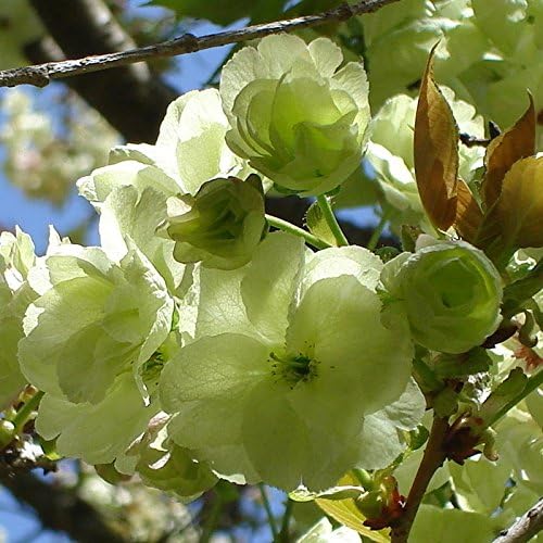leattery 10pcs Japanes Sakura Flower Cherry Tree Seed