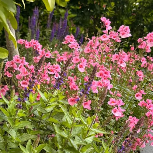 Elfensporn, für sonnige plätze Diascia barberae, seltene blumensamen wohnzimmer deko blumenwiese herbstaussaat 200Samen