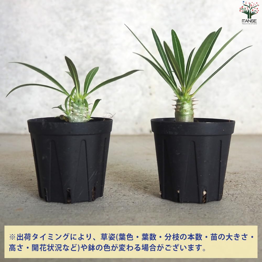 Amazon｜パキポディウム カクチペス 2～3号【品種で選べる観葉植物/1個