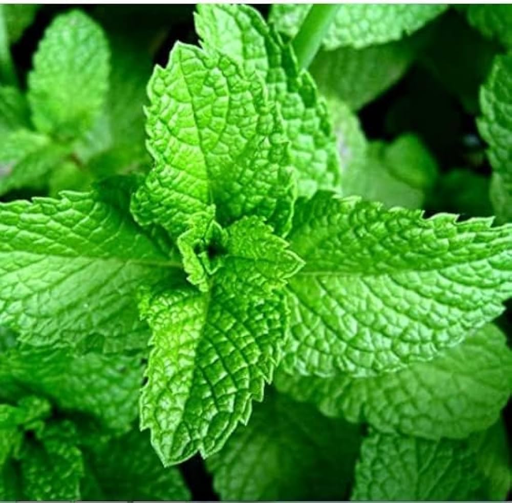 Organic Spearmint and Peppermint Hybrid Seeds: Desi Pudina Hara Mint Collection for Home Gardening" (B0CNPVMT71) Amazon Price History, Amazon Price Tracker