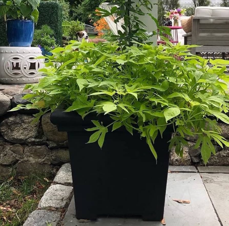 Amazon.com: The HC Companies Terrazzo Square Plant Pot w