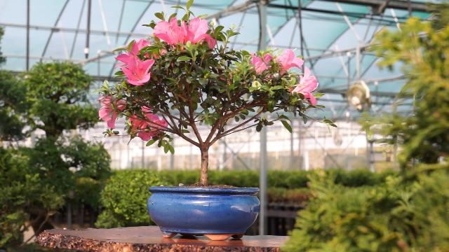 Amazon.com: Brussel's Bonsai - Live Satsuki Azalea Flowering