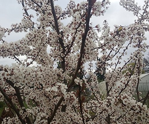 Rote Pflaume `Trailblazer´, Buschbaum, 120-150cm im Topf