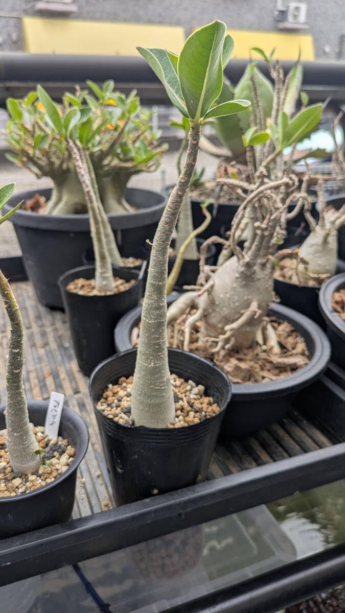 アクアテラリウム 水槽流木 水生植 物 水槽用流木 アクアリウム 盆栽