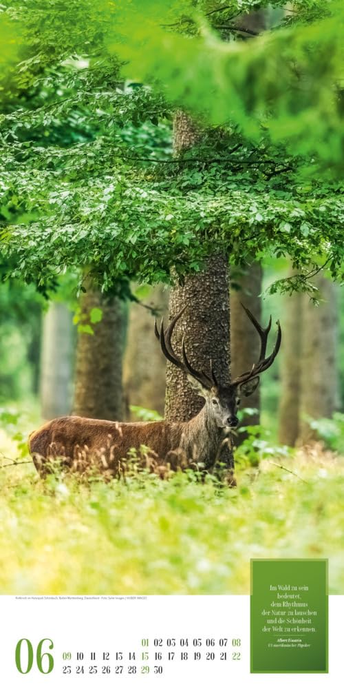 Mythos Wald Kalender 2025, Wandkalender im Hochformat (33x66 cm) - Naturkalender / Literaturkalender mit Zitaten