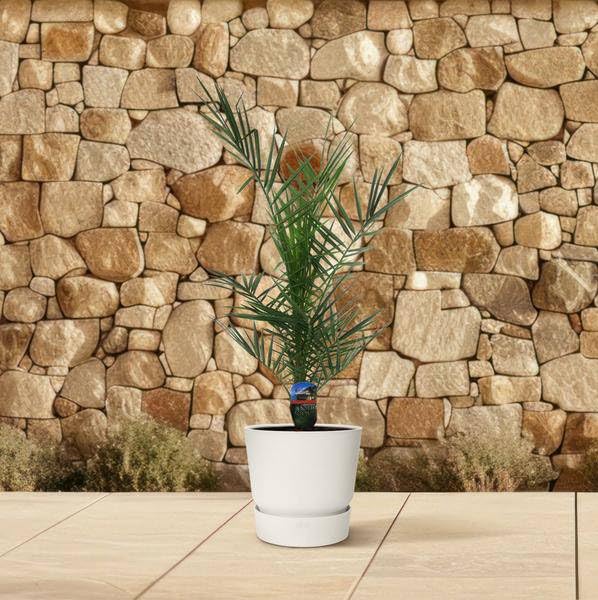 Phoenix Canariensis – kanaryjska palma daktylowa – egzotyczna roślina pokojowa i doniczkowa – palma do ogrodu, na taras i do mieszkania – Ø 15 cm – 80 cm