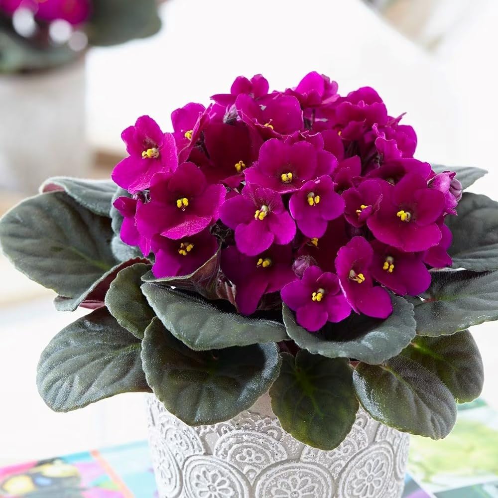 15cm Saintpaulia Red African Violet Plant Indoor Houseplant 12cm Pot