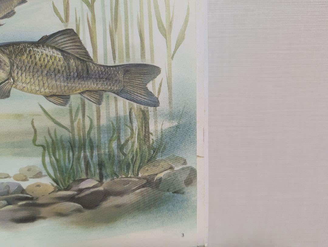 Amazon.co.jp: しぜん 1993年7月号 うなぎ キンダーブック