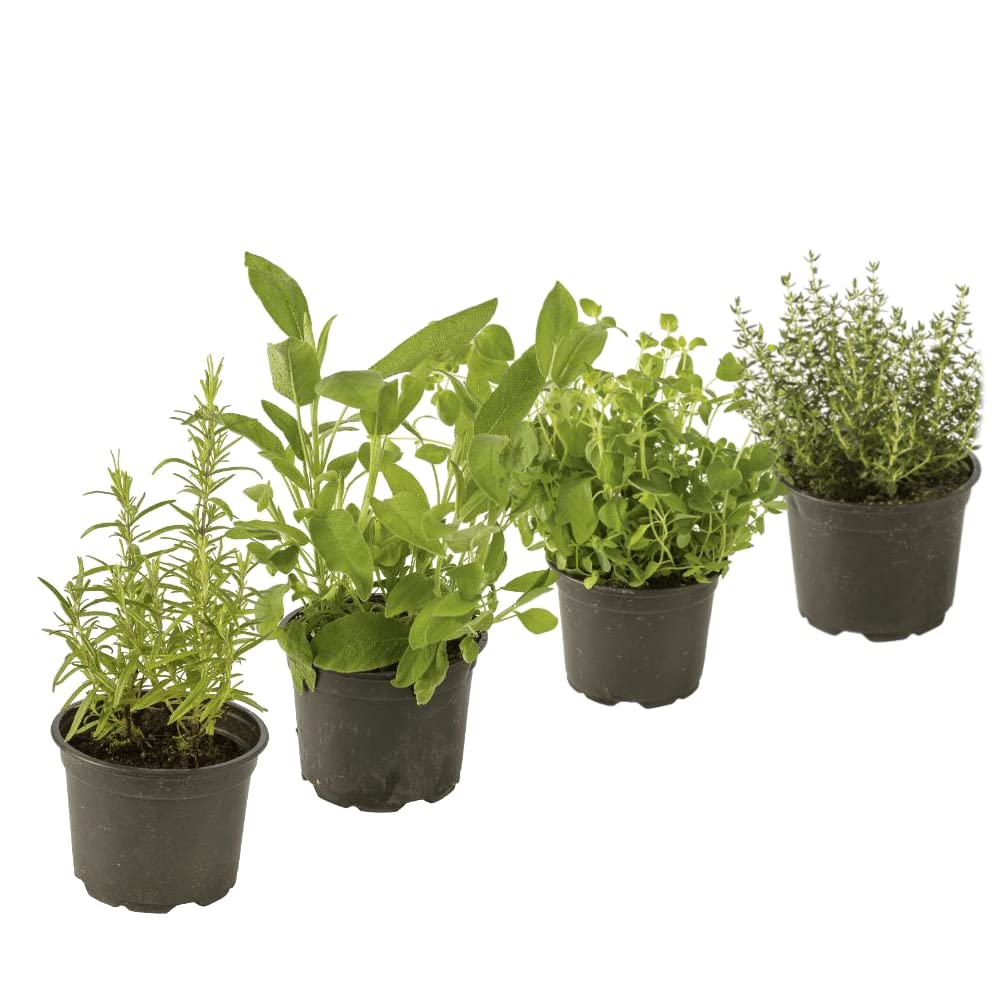 DECOALIVE, Plantas para Cocinar Set Romero, Salvia, Orégano y Tomillo Hierbas Naturales