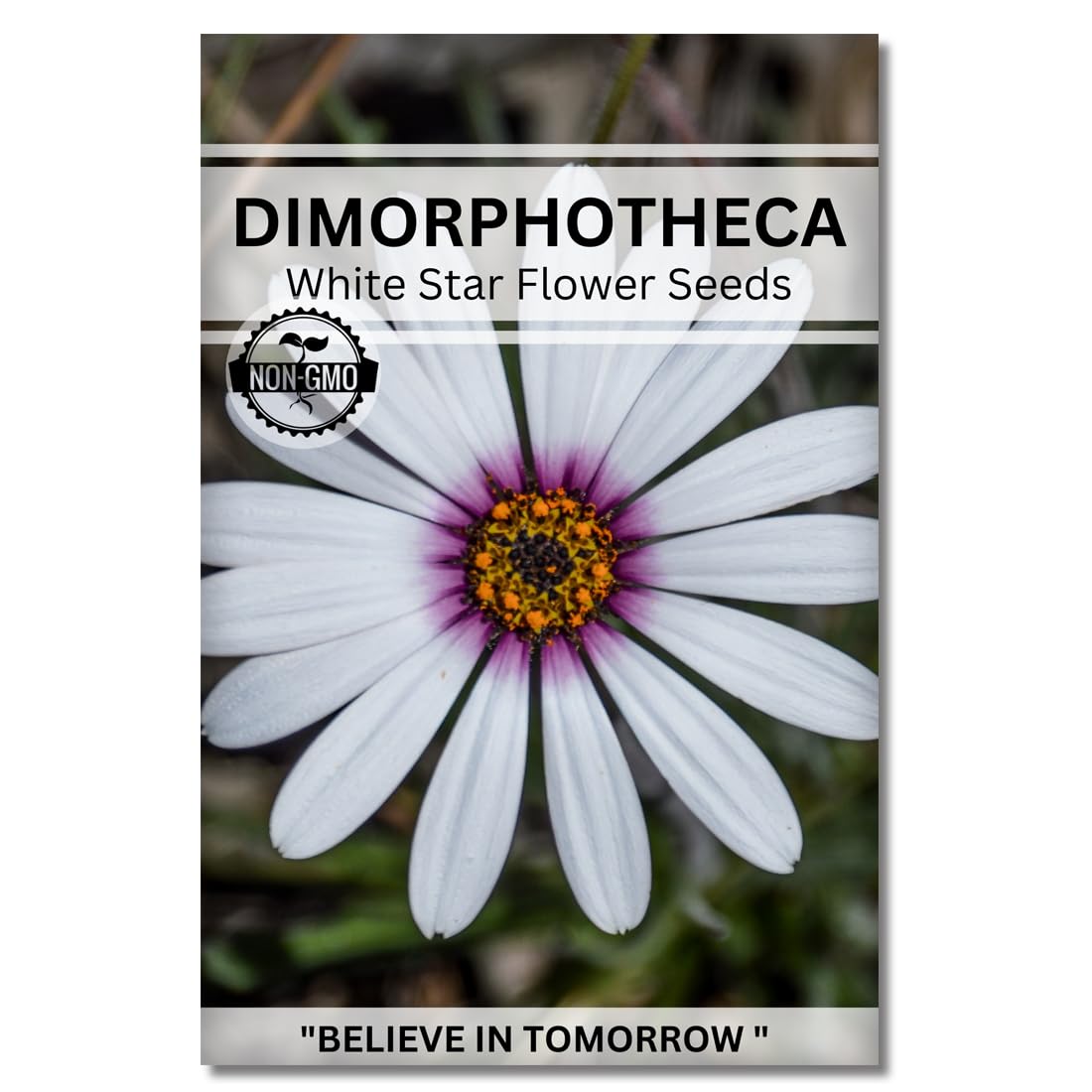 Navika Seeds ; Grow with Us Dimorphotheca Flower Seed.Perfect for Terrace Gardening Winter & Summer Blooms in India-Includes Free E-Book for Kitchen,Backyard,Gardening & Planting.High Germination (B0CJCP4GTS) Amazon Price History, Amazon Price Tracker
