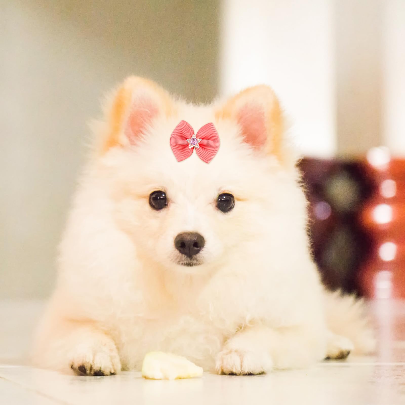 🥴 #pomeranian #dog | TikTok, image size:1600x1600