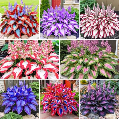 Dwarf Hosta Seeds 300pcs for Pots - Lush Green Perennial Foliage Plants, Ground Cover for Shade Gardens & Borders – Long-Lasting, Decorative & Gift-Ready