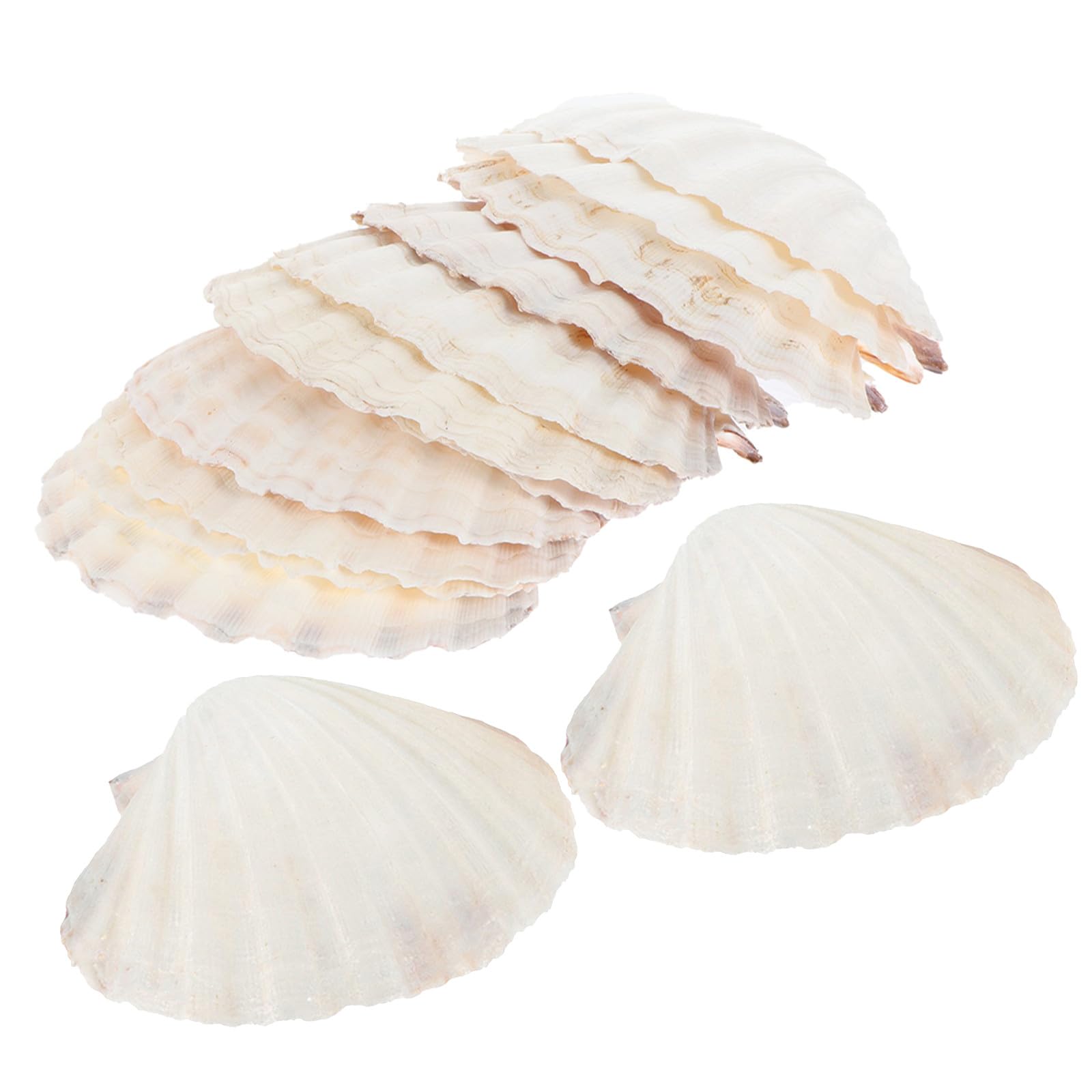 Coquilles de pétoncles naturelles pour gratins de la mer réussis et service de table sain