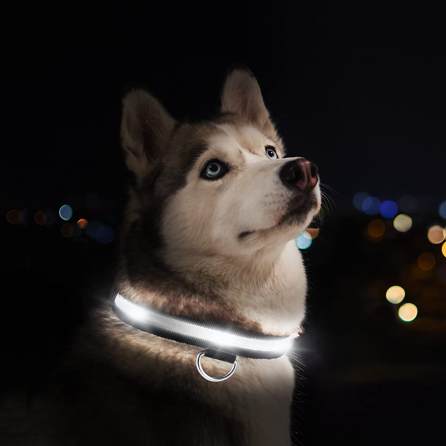 Can I Take My Puppy Water Away At Night