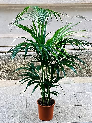 Kentia, Palma Tropicale, Howea Forsteriana, VasoØ19, H120, Pianta Vera, Vaso composto da 3-4 Piante