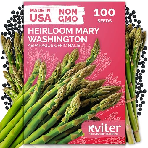 KVITER 100 Mary Washington Asparagus Seeds (Asparagus officinalis) Heirloom Non GMO Asparagas Seed Packets Rust Resistant Perennial Aspergus Vegetable Seeds for Planting Outdoors Home Garden