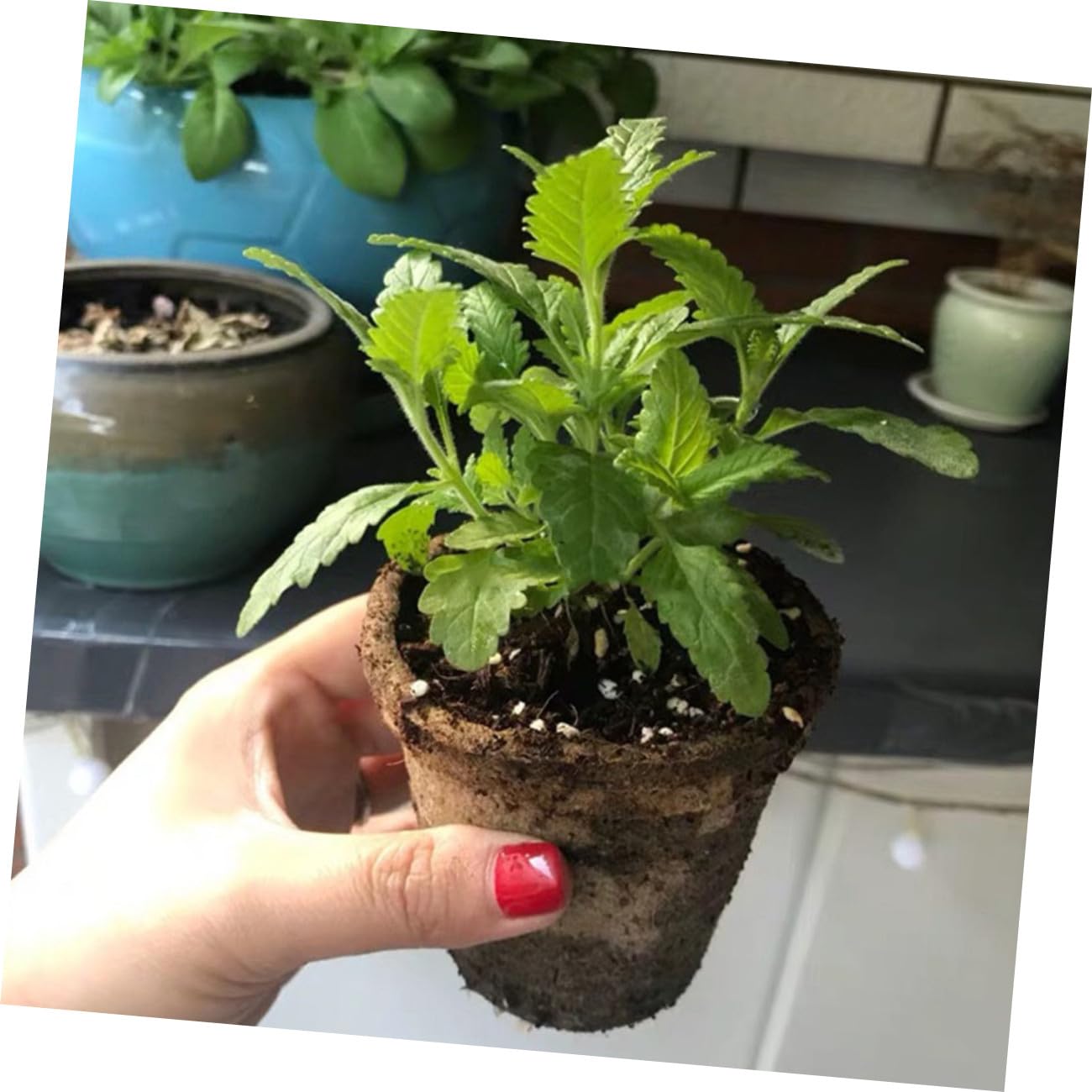 HANABASS Coppette Biodegradabili per Semina 8 Cm con Apertura, 100 Pz Vasi per Coltivazione Piantine da Giardino
