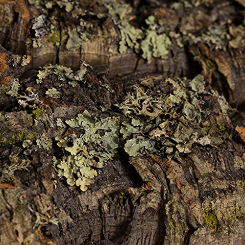 SHURROW Reptiel klimkurk schors natuurlijk hout habitat hagedis spin huisdier verbergen schors leefruimte natuur… - Afbeelding 5