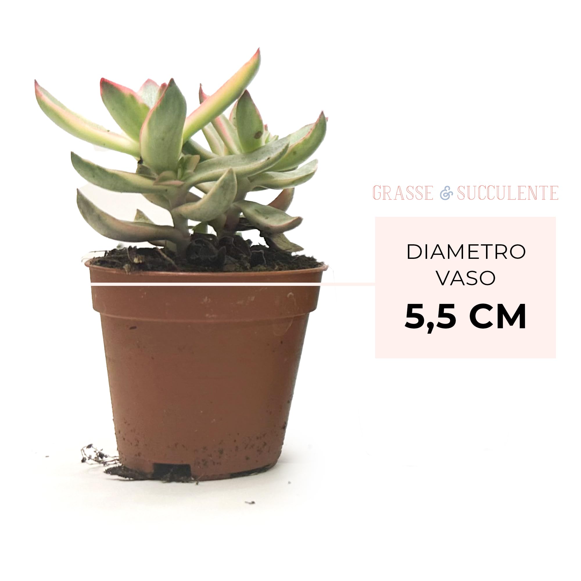 Box 20 Piante Grasse e Succulente Senza Spine, Vaso Ø 5.5cm, Piante da Interno Assortite, Decorative e Facili da Curare