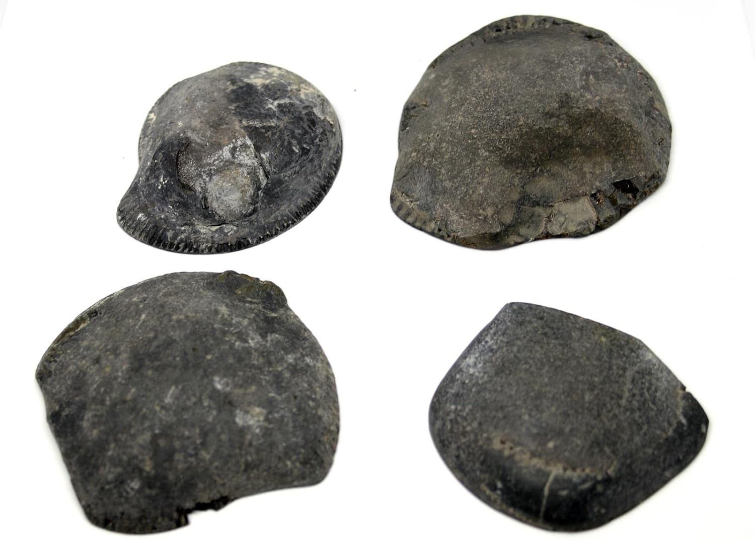 Dactylioceras Ammonite Fossil (Lot of 4) Jurassic England 16975