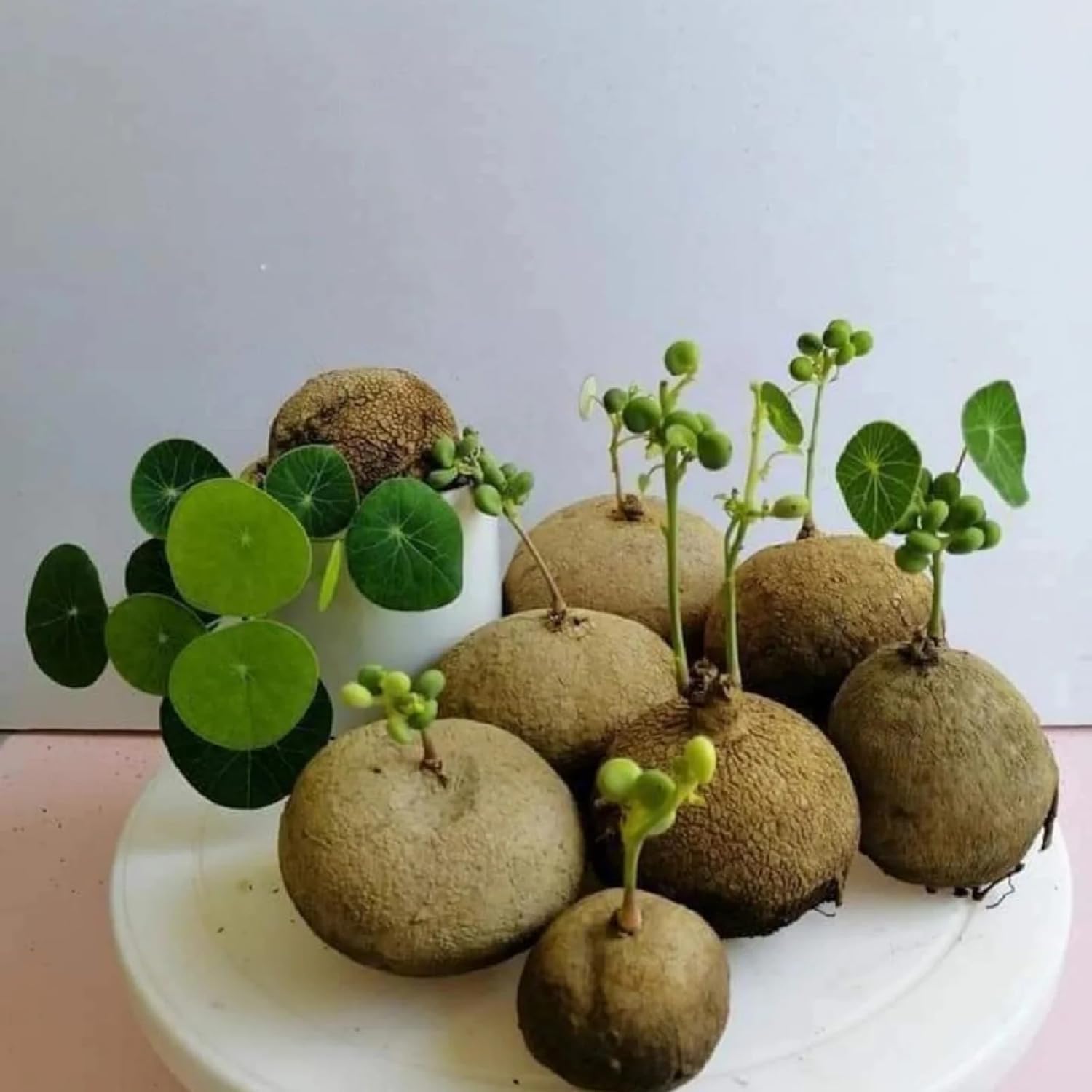 Stephania Erecta, Perenne Sempreverde, Resistenza, Adatto per la piantagione su davanzali e balconi interni-1bulbi-c