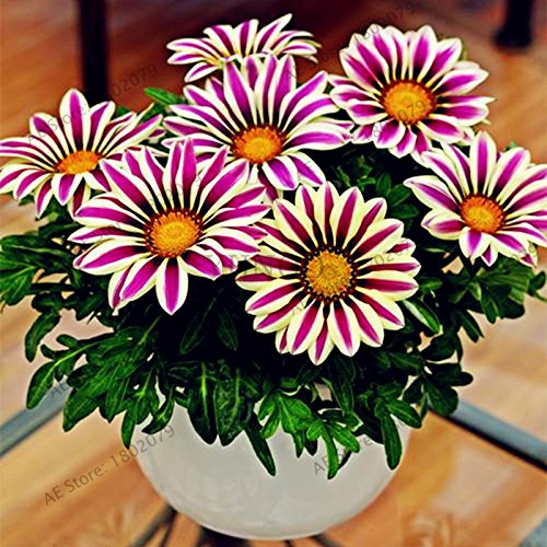 Graines de Gazania rigens de couleurs mélangées Graines de fleurs pour la maison et le jardin Plante bonsaï pour plantes d'intérieur et d'extérieur Paquet de 500 graines