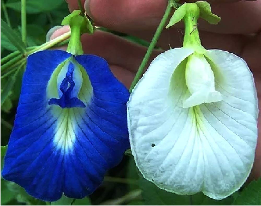 Mall~Kerala Mall~Kerala Mall~Kerala : Clitoria Ternatea Combo Pack Butterfly Pea Aparajita White And Blue Clitoria Flower Seeds For Growing 12 Seeds Each (B07967VJPG) Amazon Price History, Amazon Price Tracker