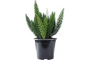 Foxtail Fern in a Pot: Lush Greenery for Your Home and Garden
