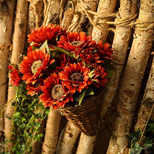 Probióticos, Imagen adicional