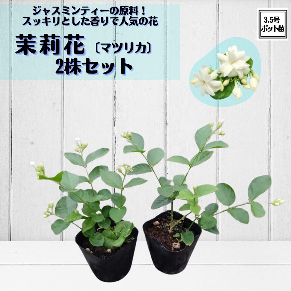Amazon.co.jp: 《 ピカケ ジャスミン ポット苗 2株 》 マツリカ 茉莉花