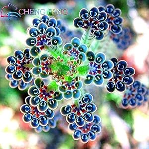 Green Seeds Co. New Sale of Bonsai 2016! 100 Pieces/Lottp Kalanchoe Bonsai Flower Bonsai Garden Rare Rare Purification of the Air Pot Cover Novelle Plants: Plum: Only Seeds