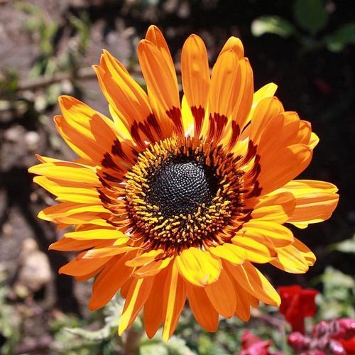 Creative Farmer Flower Seeds Cape Daisy Seeds Flower Plant Seeds Home