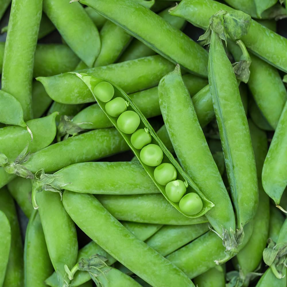Pea Early Douce Provence Seeds – A Classic French Winter Hardy Variety – Can Be Autumn Sown – for Your Beautiful Kitchen Garden