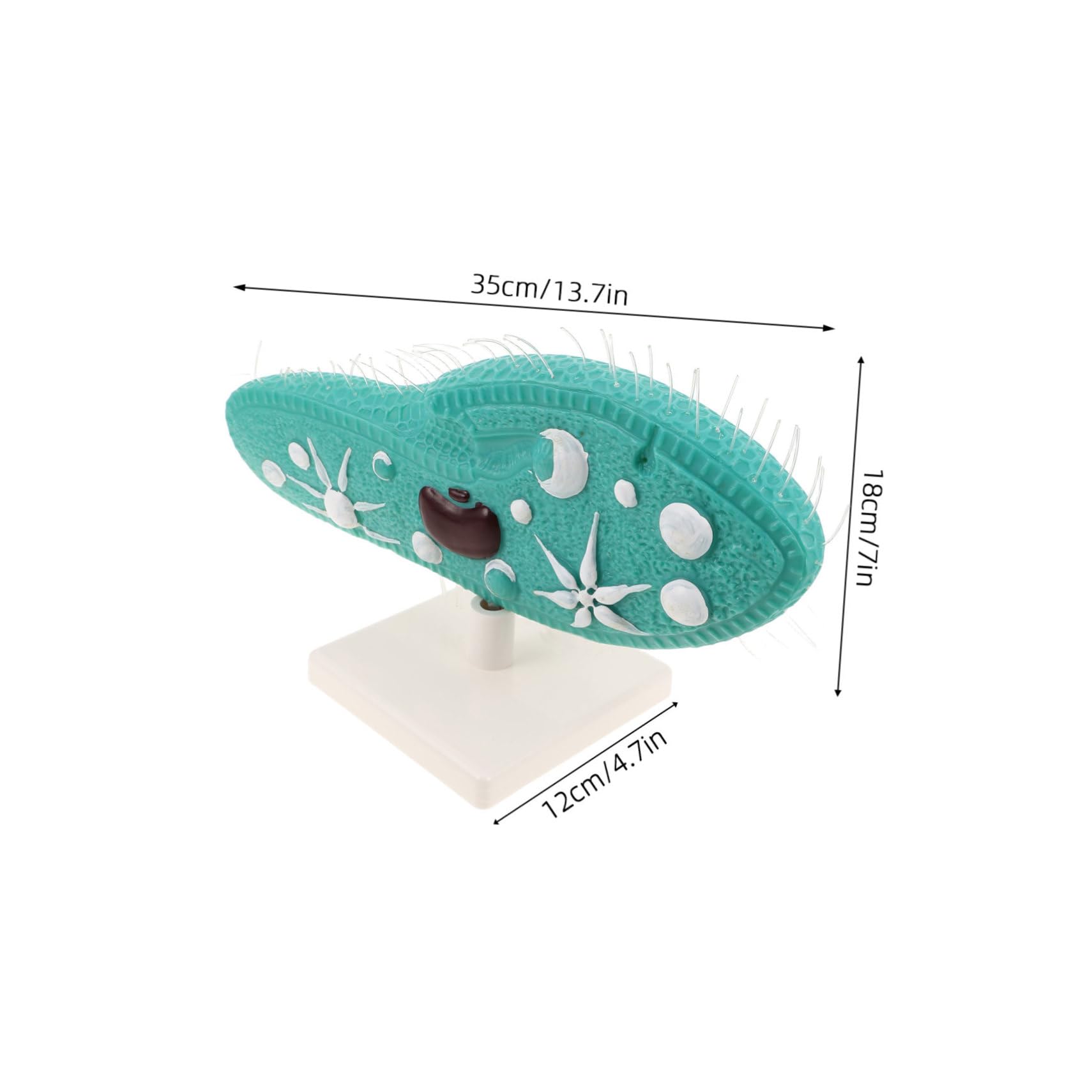 BESTonZON Pantoffeltierchen-lehrmodell für Biologieunterricht Biologisches Präparat-Modell mit Zilien-Struktur Laborausrüstung für Mikrobiologie-studien und Schülerforschung