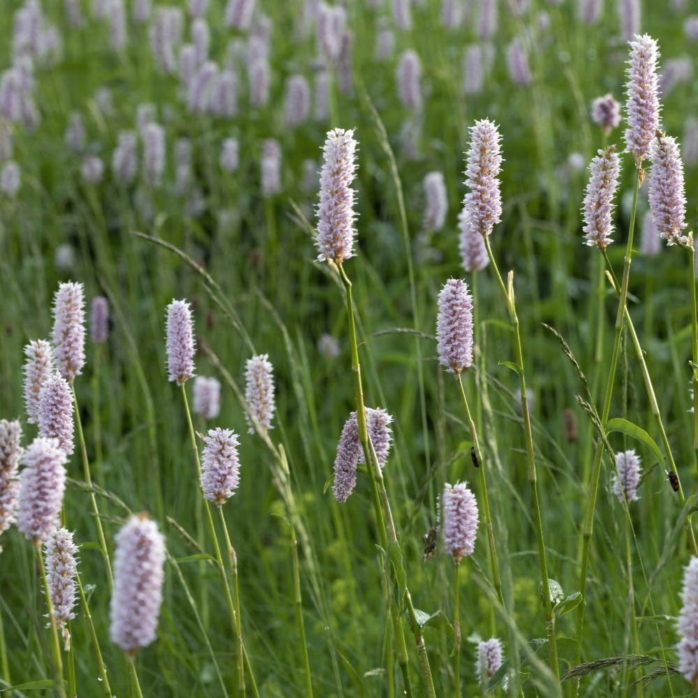 Polygonum bistorta 'Superbum' | Perennial Plant with Masses of Soft Pink Bottlebrush Flowers | Ideal for Meadows and Watersides | 9cm Pot x 1 | Thompson & Morgan