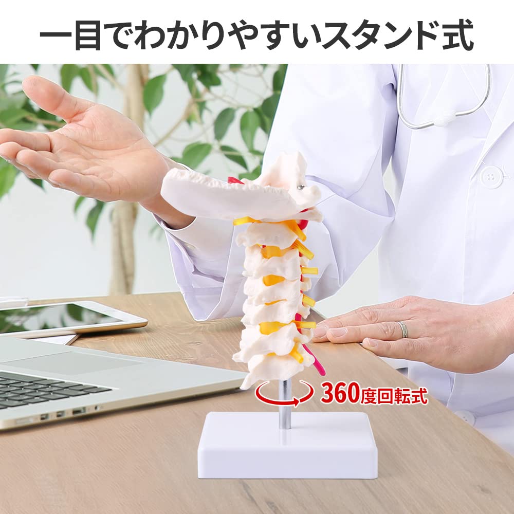 Amazon.co.jp: UPstore 実物大 頚椎 頸椎模型 首 くび 後頭骨 骨格模型