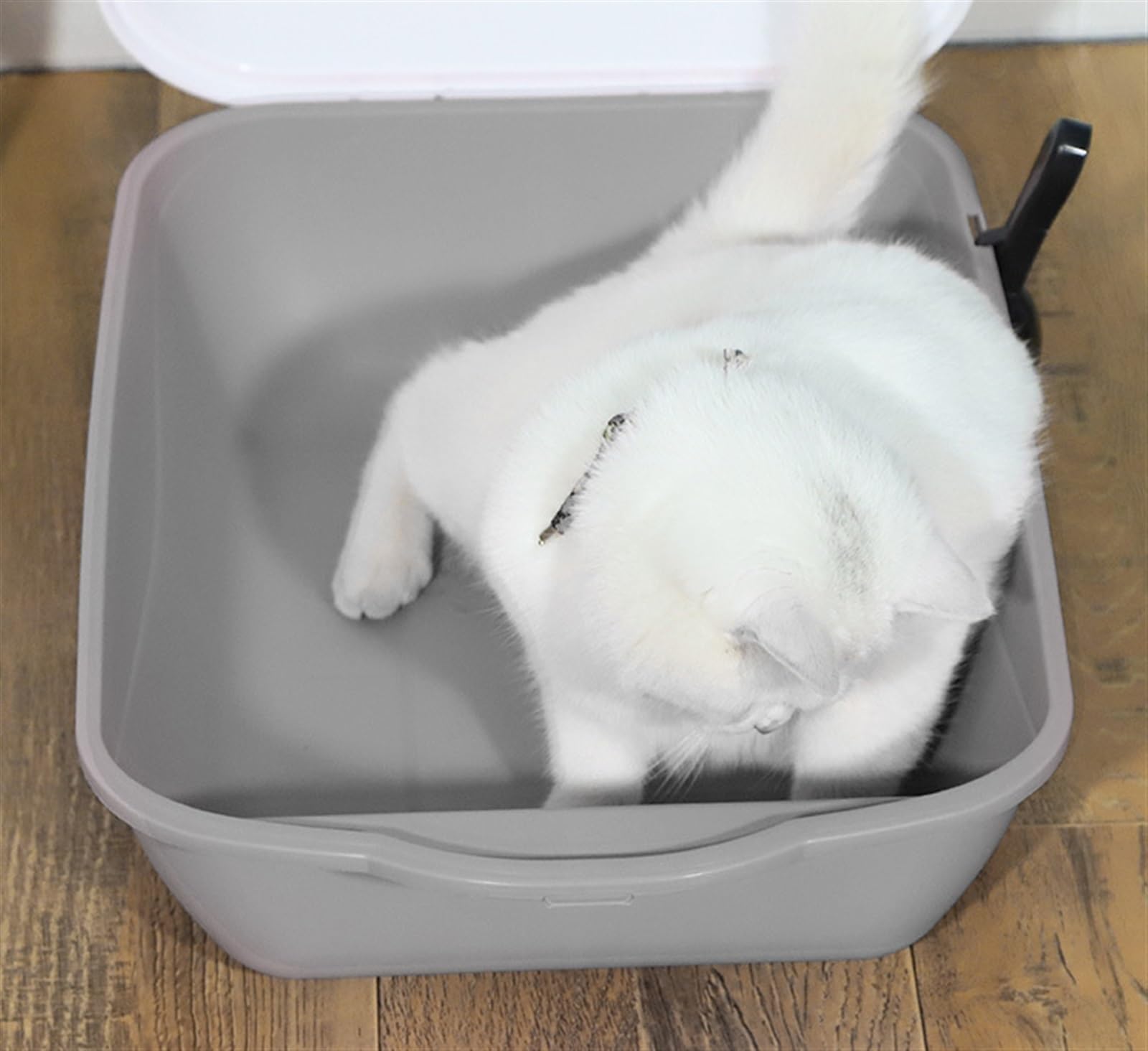 猫用トイレ 蓋付き ホワイト 51dCl2WilNL._UF350,350_QL50_.jpg