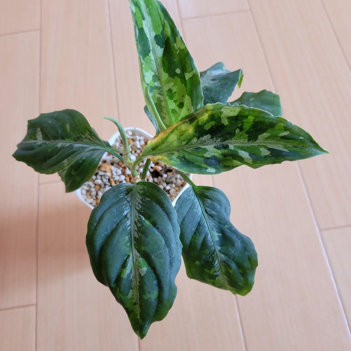Amazon｜2株 アグラオネマ ピクタム マルチカラー 観葉植物 斑入り