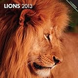  Lions 2013 - Löwen - Original BrownTrout-Kalender (One World)