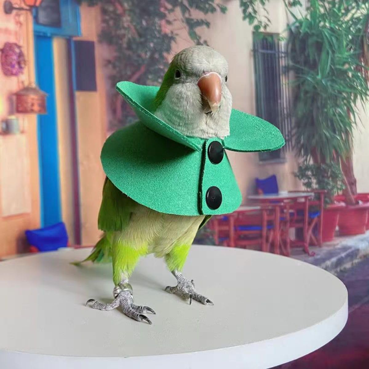 Pet Parrot Anti-bite Elizabethan Collars, Anti-Grab Feather Plucking Wound Healing Safety Recovery Collar Cones for Budgerigar Lovebird Conure Cockatiel Cockatoo Random Color (2XL)