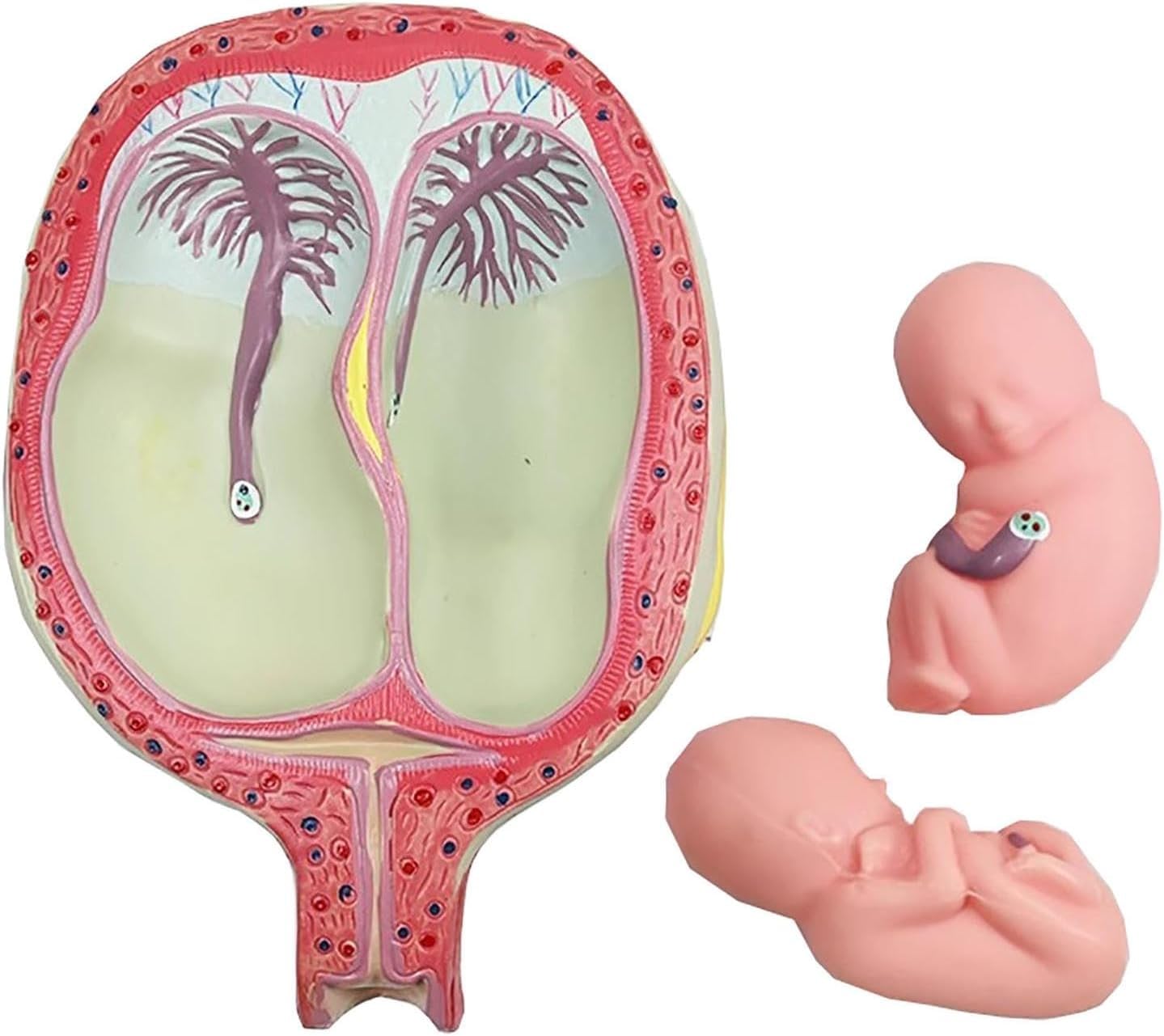 Modello di sviluppo fetale umano, modelli di anatomia 1:1 per l'educazione, serie di laboratorio embrionale, set di 8 strumenti educativi anatomici per scuola e studio