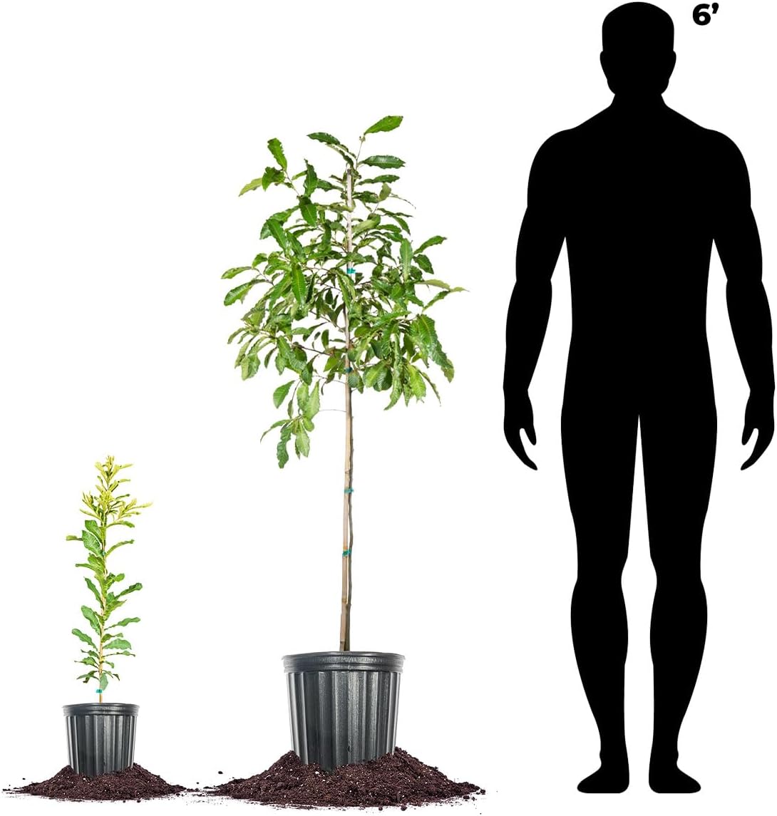 Perfect Plants Sawtooth Oak Tree 1 Gallon | Live Trees for Landscaping | Heavy Acorn Production Attracts Deer