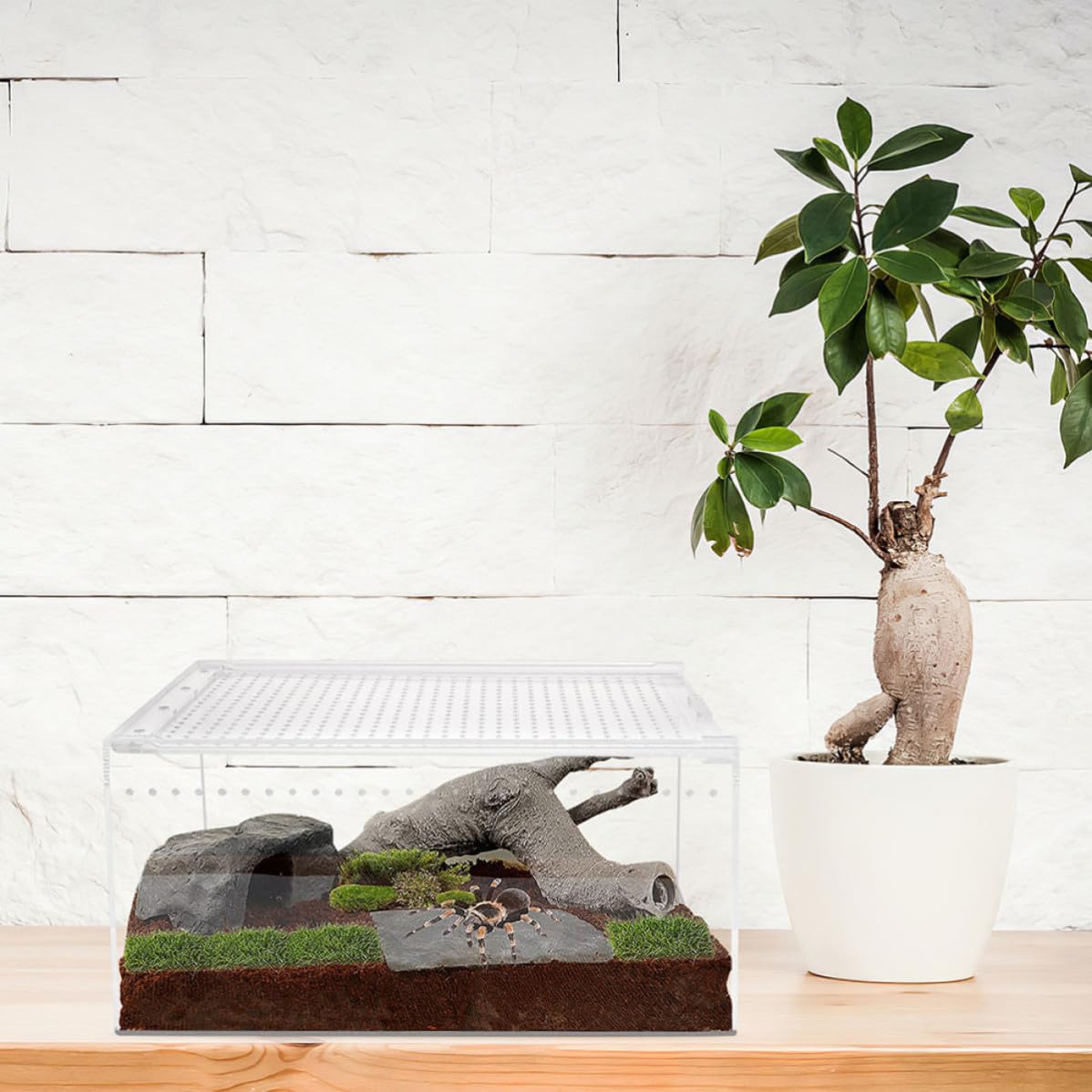 Caja de Hábitat Acrílica para Alimentación y Cría, Ventilación Estable