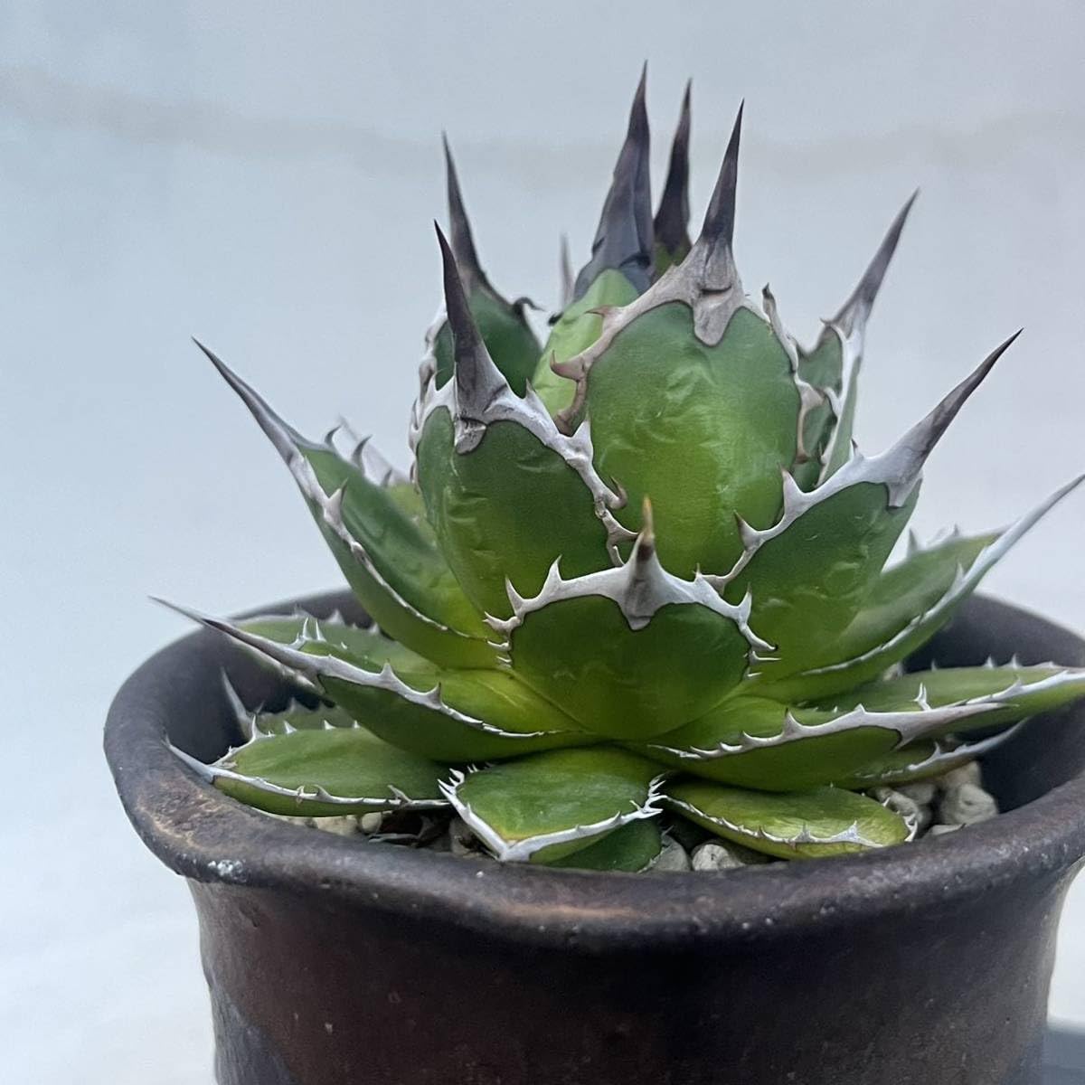 【特選】強棘　実生　アガベ Amazon.co.jp: アガベ ホリダ 実生選抜 特選 コレクション株 強棘
