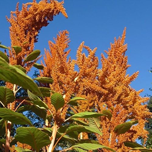 Palm Beach Medicinal Herbs - Orange Giant Amaranth (Amaranthus hypochondriacus) - Packet of 50 Seeds
