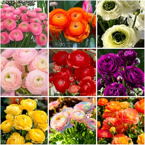 Mixrug 100+ Double Mixed Peony Flowered Ranunculus Seeds for Planting Outdoors Persian Buttercup Seeds Non-GMO Heirloom Perennial Flower Tecolote Ranunculus Seed with Ruffled Blooms Garden Home