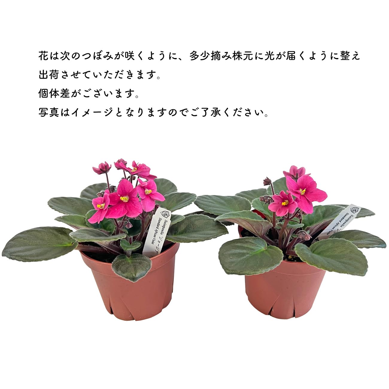 Amazon｜セントポーリア ジョージア ピンク 3.5号 開花株