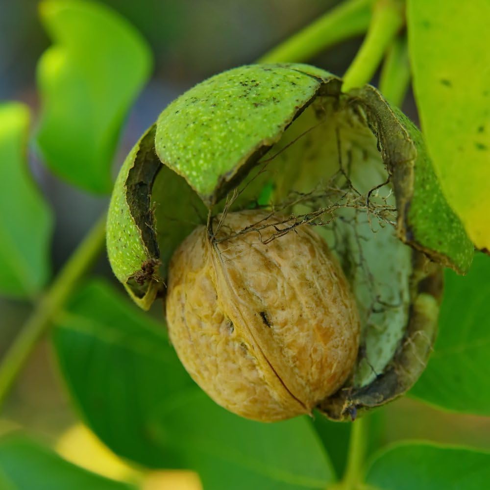 Walnut 'Europa' - Hardy Plant - Dwarf Variety - Ideal for Small Garden Displays - Easy to Grow Your Own - Attractive Bright Green Foliage - 1x Bareroot by Thompson and Morgan